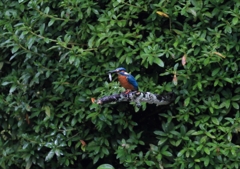 餌を菜箸のように...