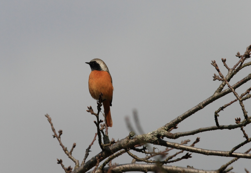 桜の木のてっぺんで