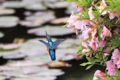 平成最後のカワセミ撮影③
