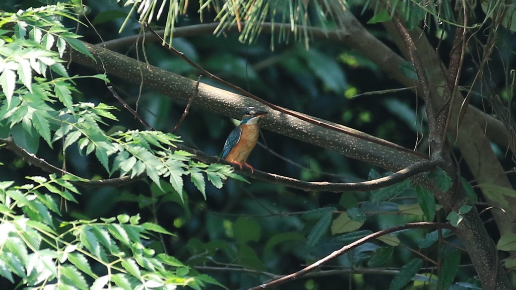 久々のメス登場！