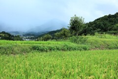 棚田　①