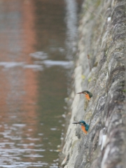 つかの間のツーショット...