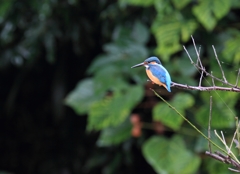 雨のち時々翡翠