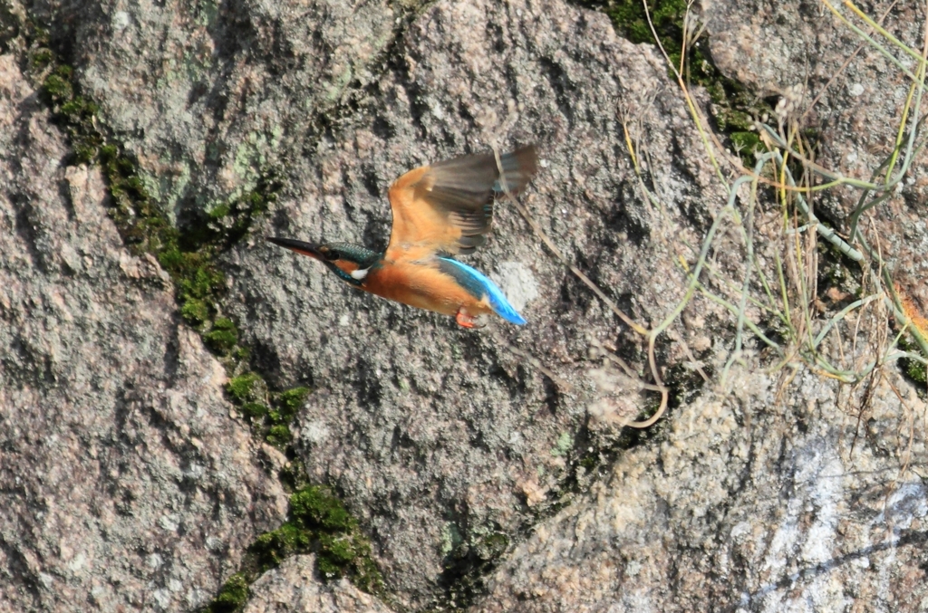 石垣に沿って飛翔