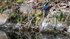 ぼちぼち撮影開始