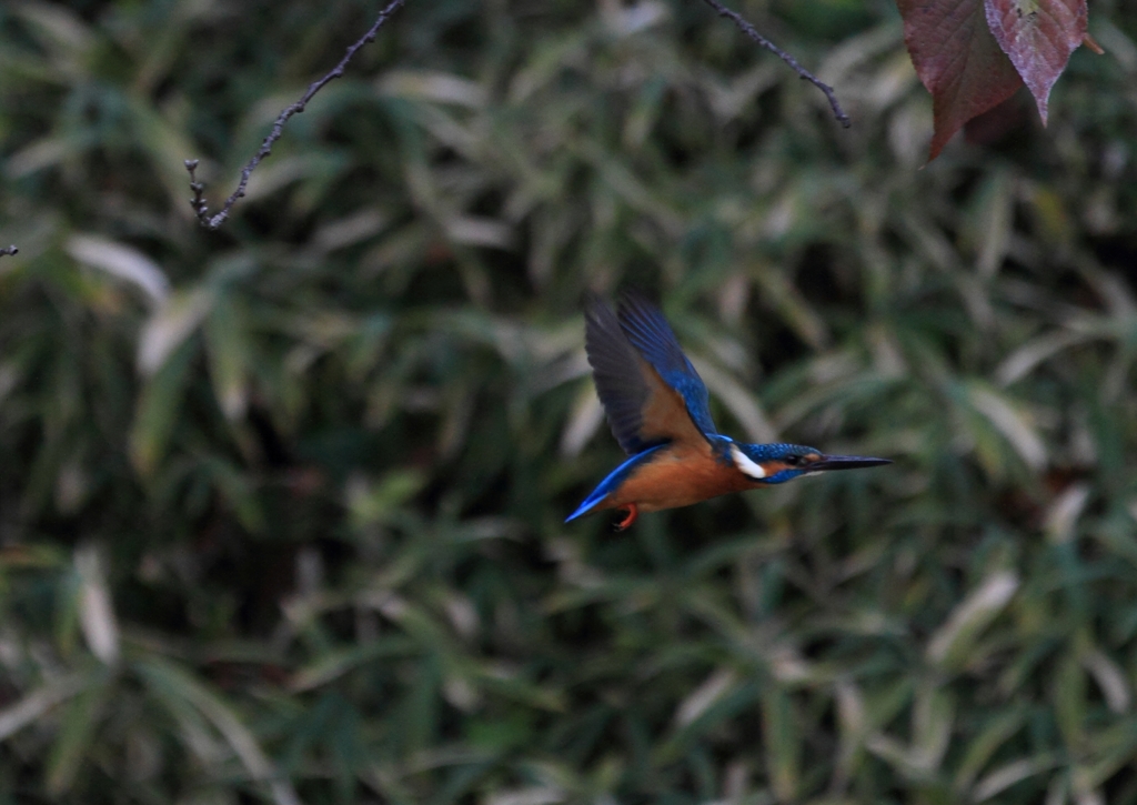 タイサンボクへ飛翔中