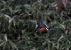 タイサンボクへ飛翔中