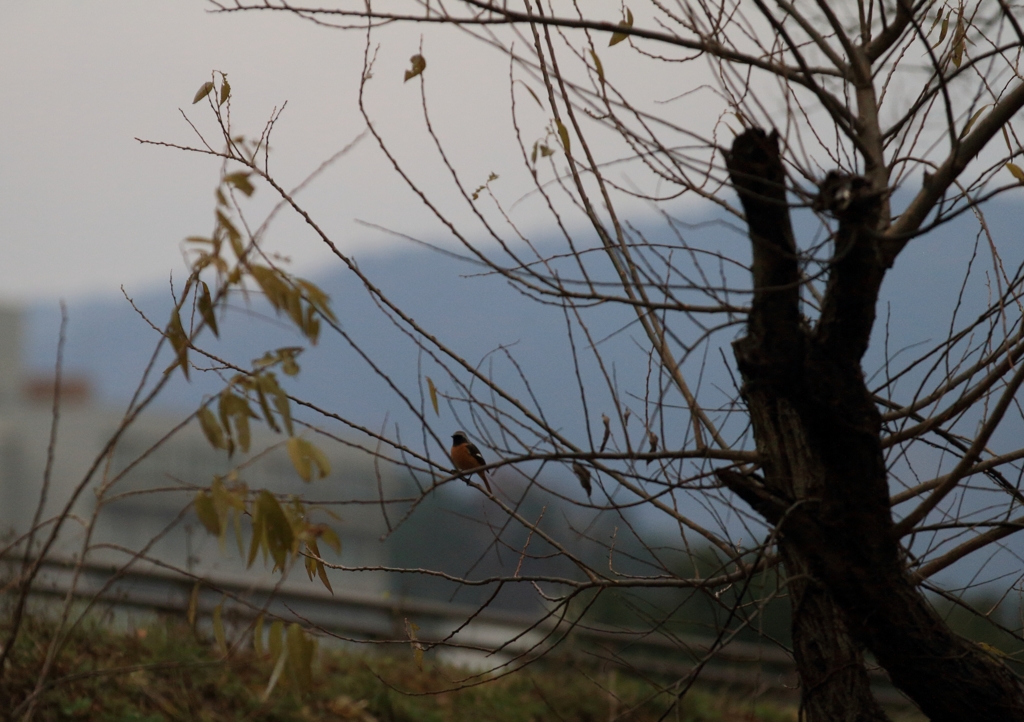 ジョウビタキと周辺