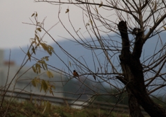 ジョウビタキと周辺