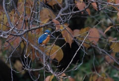 早く餌を...獲らなきゃ