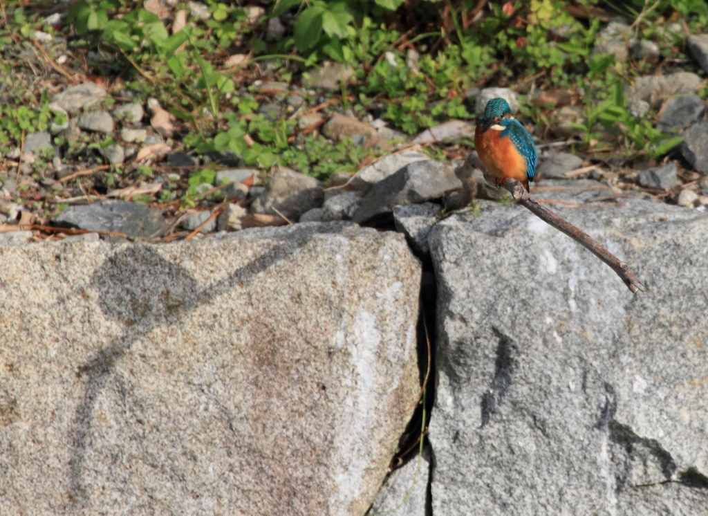 カワセミさんの日影1