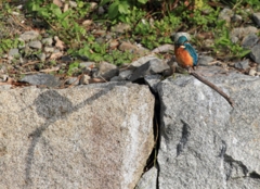 カワセミさんの日影1