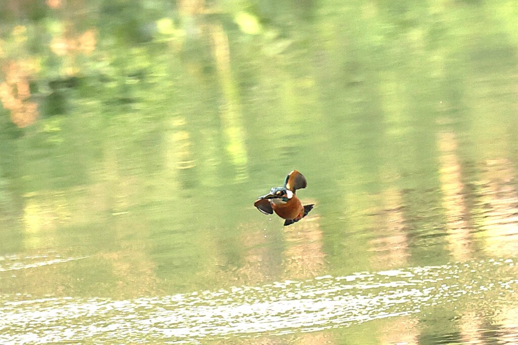 お気楽撮影　③