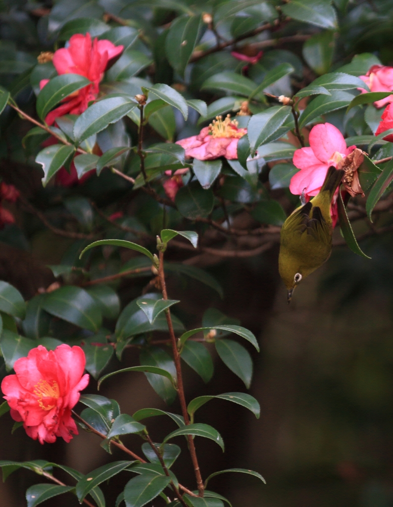 メジロの食事中　2