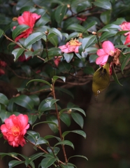 メジロの食事中　2