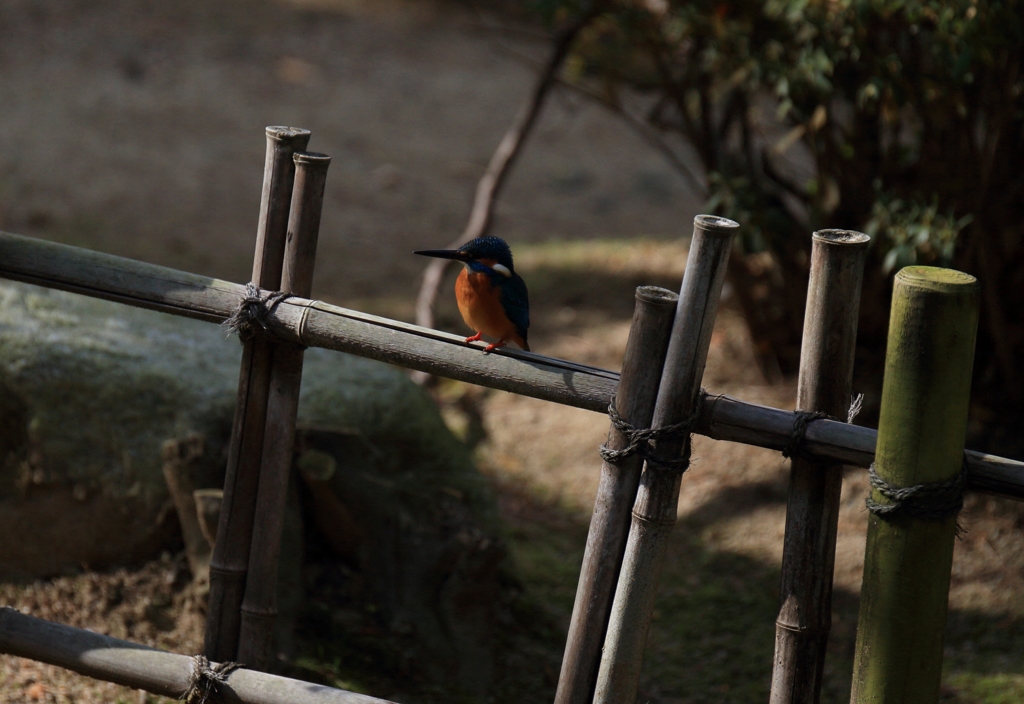 竹柵がお好き...2❤