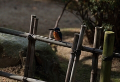 竹柵がお好き...2❤