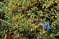 1/11のカワセミ行動　③　
