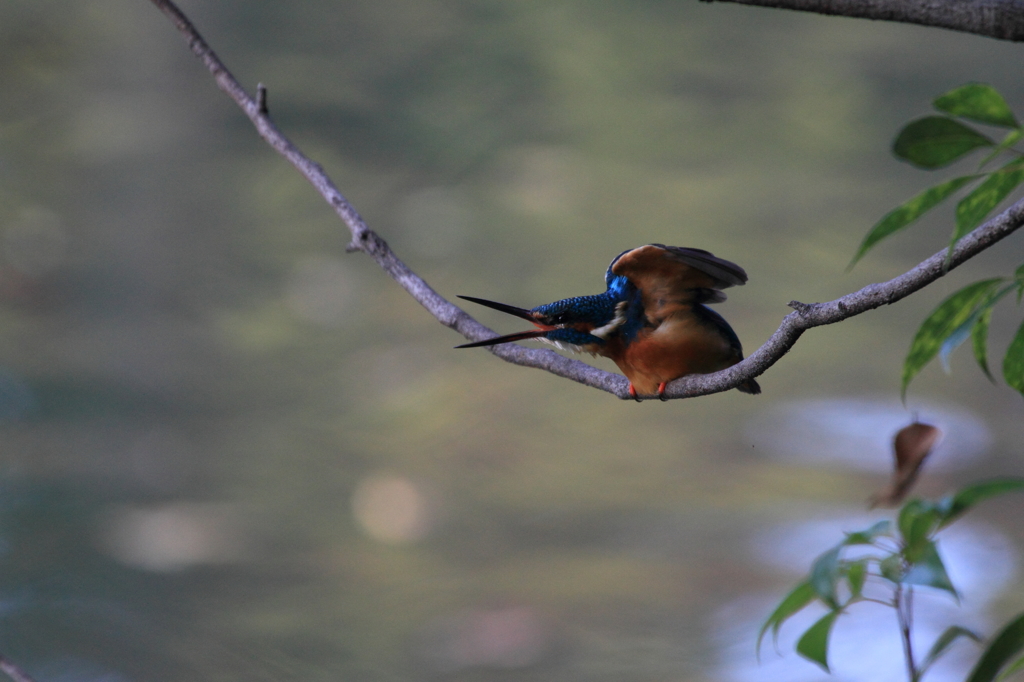 おやっさんとパチリ2...