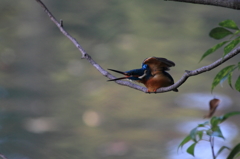 おやっさんとパチリ2...