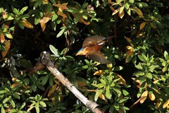 1/11のカワセミ行動　②　