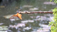 雨の活動　①