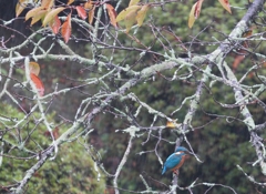 雨の慕情　秋編