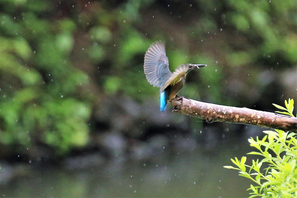 どしゃ降り　④
