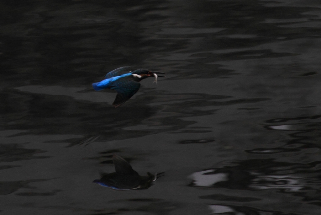 どこまでいっちゃうの・・・