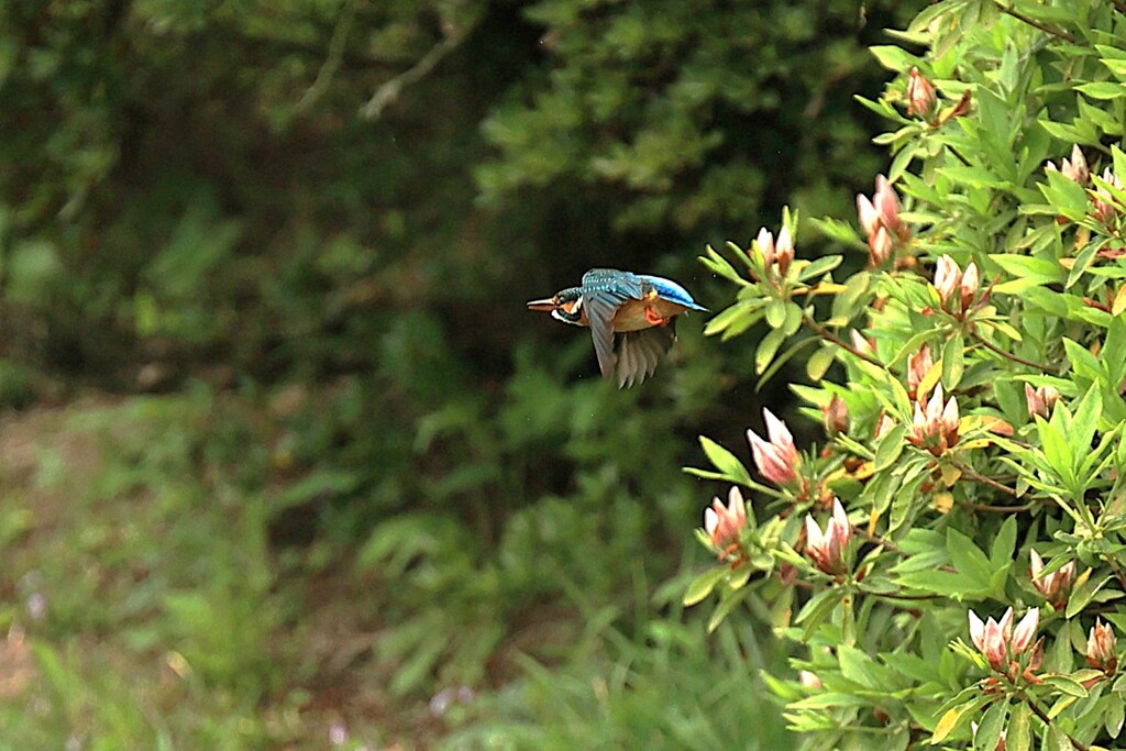 開花間近のツツジを通過