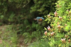 開花間近のツツジを通過