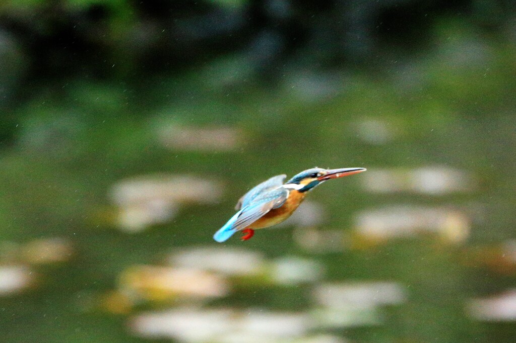 春雨のカワセミ　③