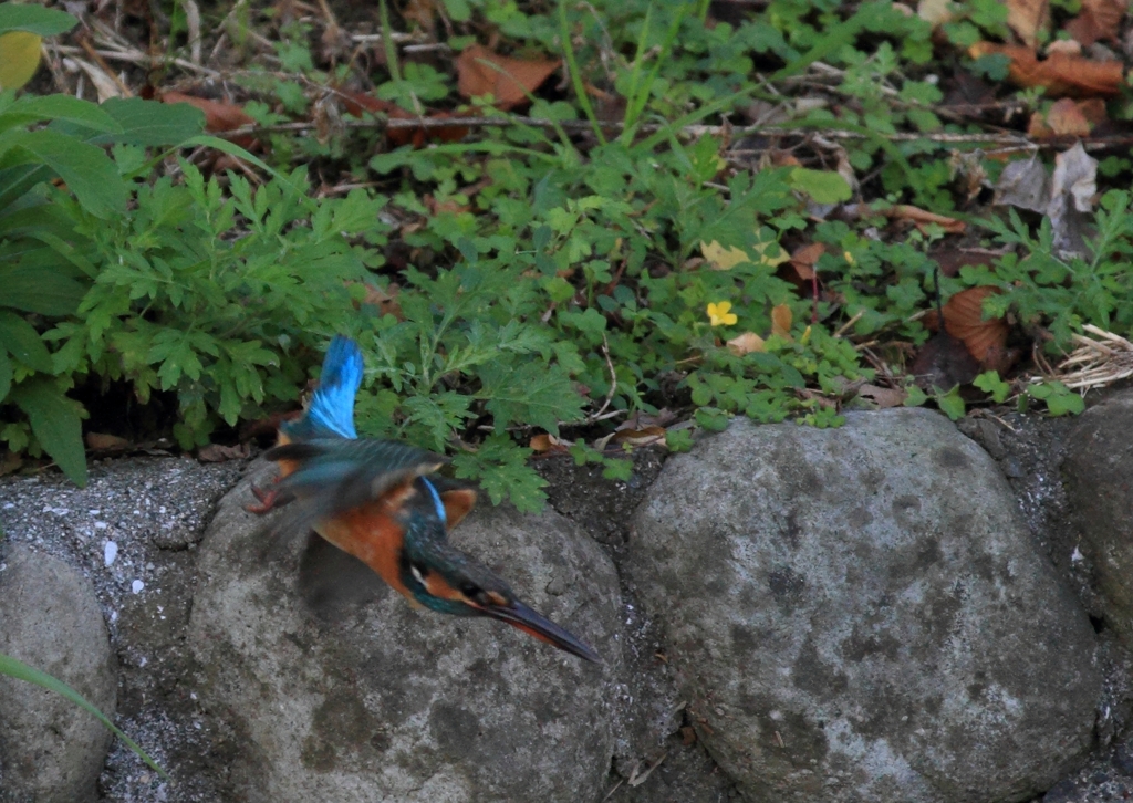 呆れたメスの小飛行