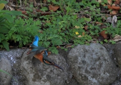 呆れたメスの小飛行