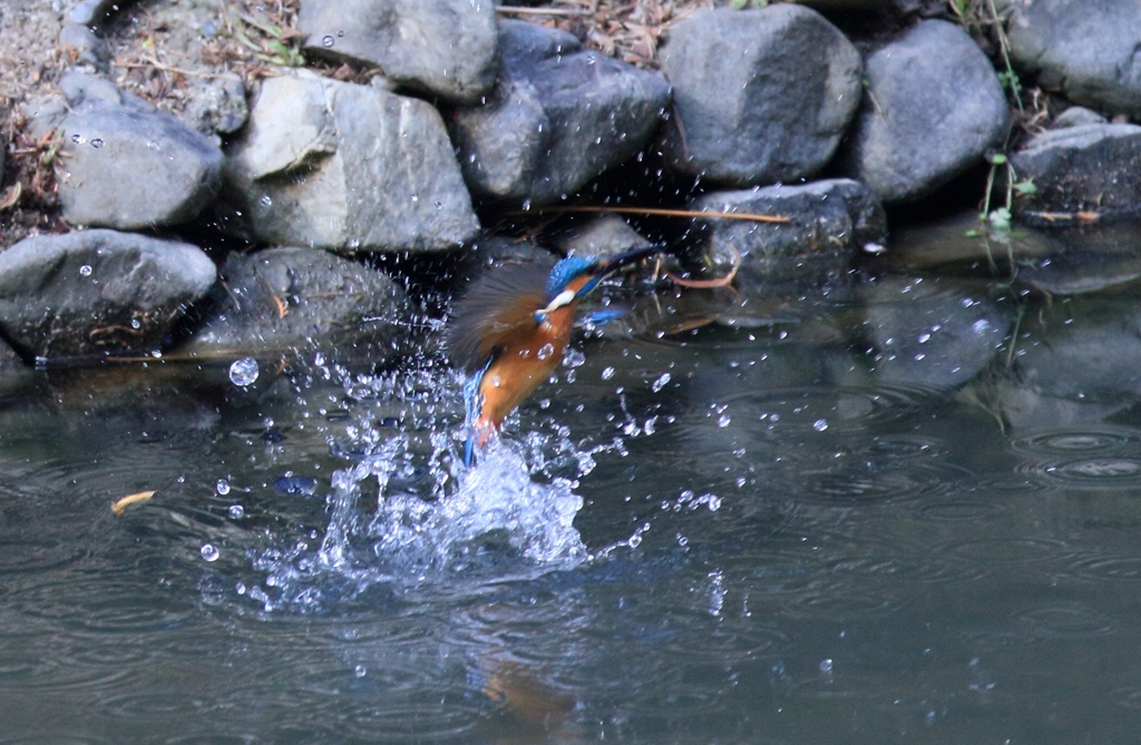 餌を獲れました