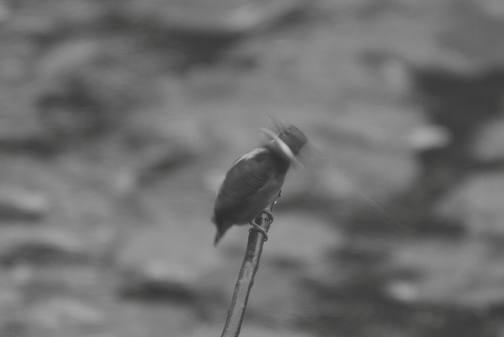 首振り（モノクロ編）