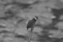 首振り（モノクロ編）