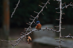 今年最後のFIRST-SHOT！　　幸先がいいぞ！