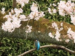 カワセミと桜　②