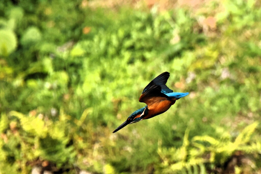 お気楽撮影　①