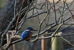 カワセミ君の昼休み
