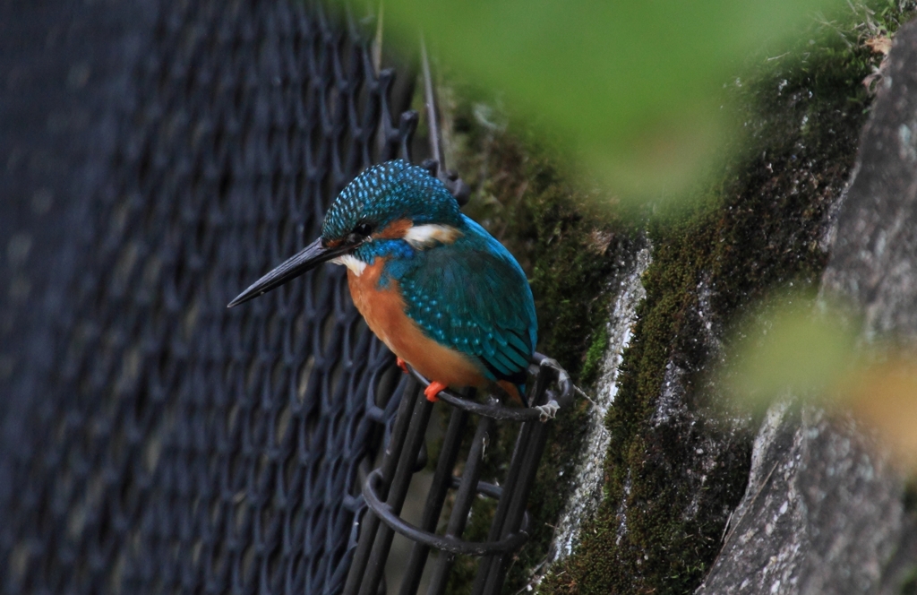 カワセミ交差点