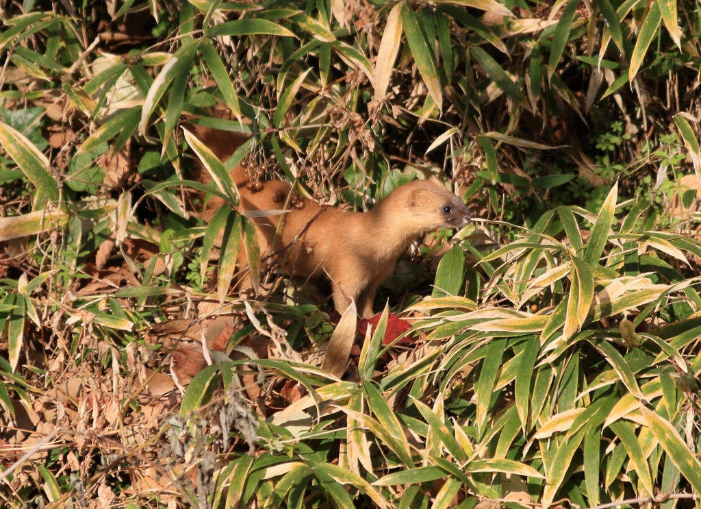 イタチの子出現...