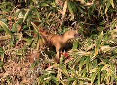 イタチの子出現...