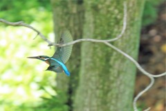 メスの小行動