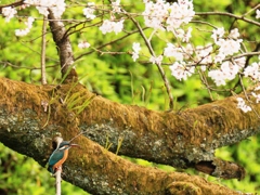 カワセミと桜　①