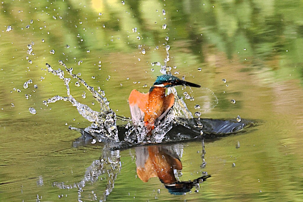 お気楽撮影　②