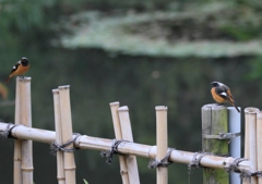 ジョウビタキ同士