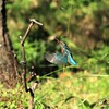 11月のカワセミ　③