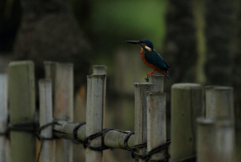 夕方、誰もいなくなった瞬間に・・・